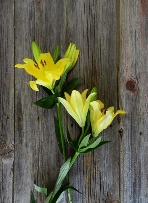 YELLOW L.A. HYBRID LILIES